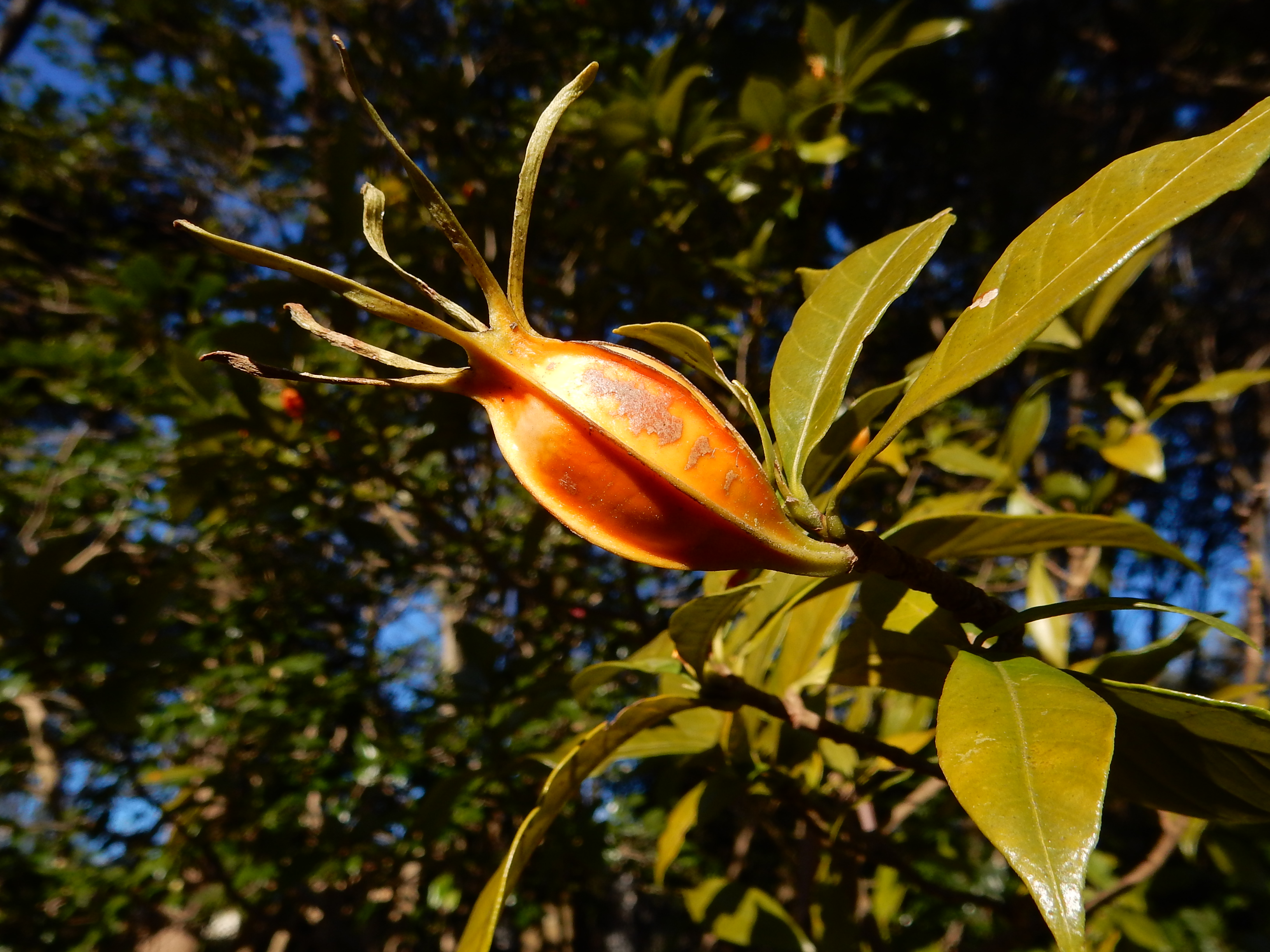 33．《クチナシ（梔子）》 | ニッセイ緑の財団ニュース